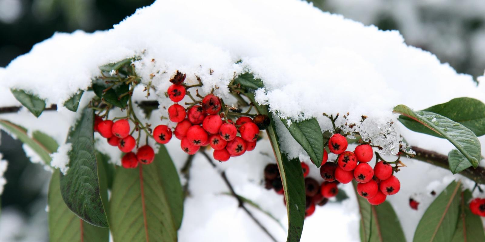 tuin winterklaar maken wanneer